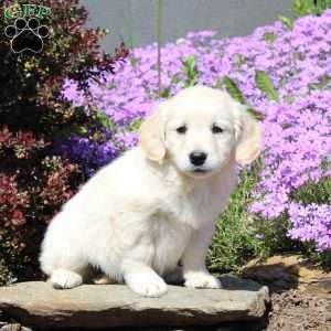 Robin, Goldendoodle Puppy